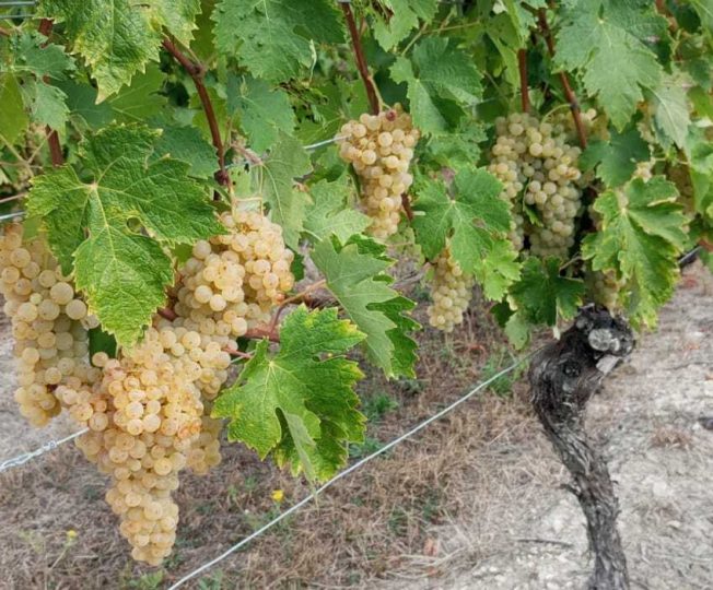 La vigne n'a pas eu froid aux yeux !