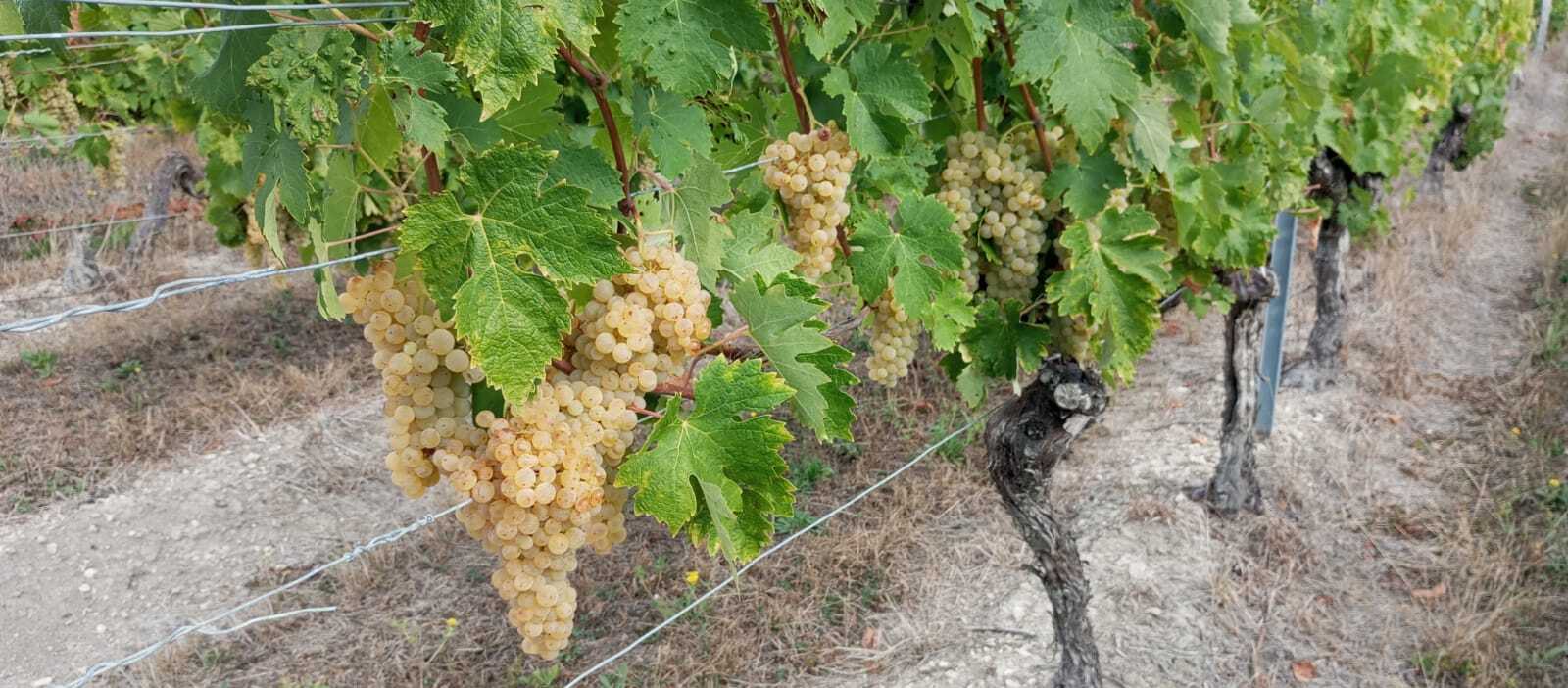La vigne n'a pas eu froid aux yeux !