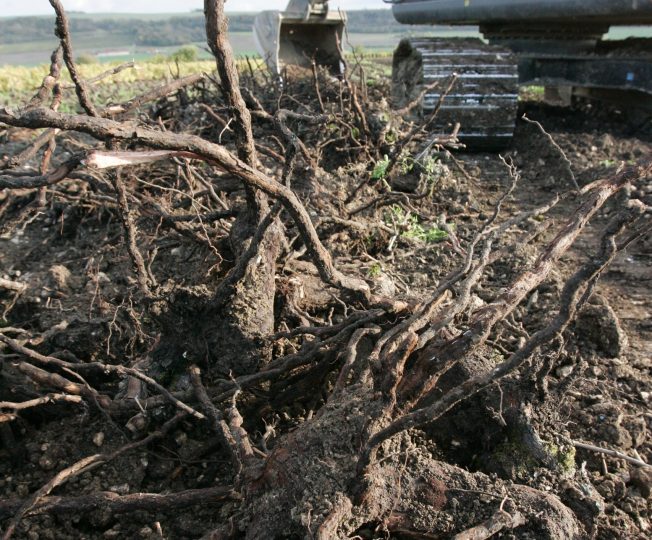 Vigne / arrachage de vieilles vignes avec une pelle mécanique en Champagne dans la vallée de la Marne sur les côteaux d'Azy sur Marne - agriculture - arrachage vigne avec une pelle mecanique