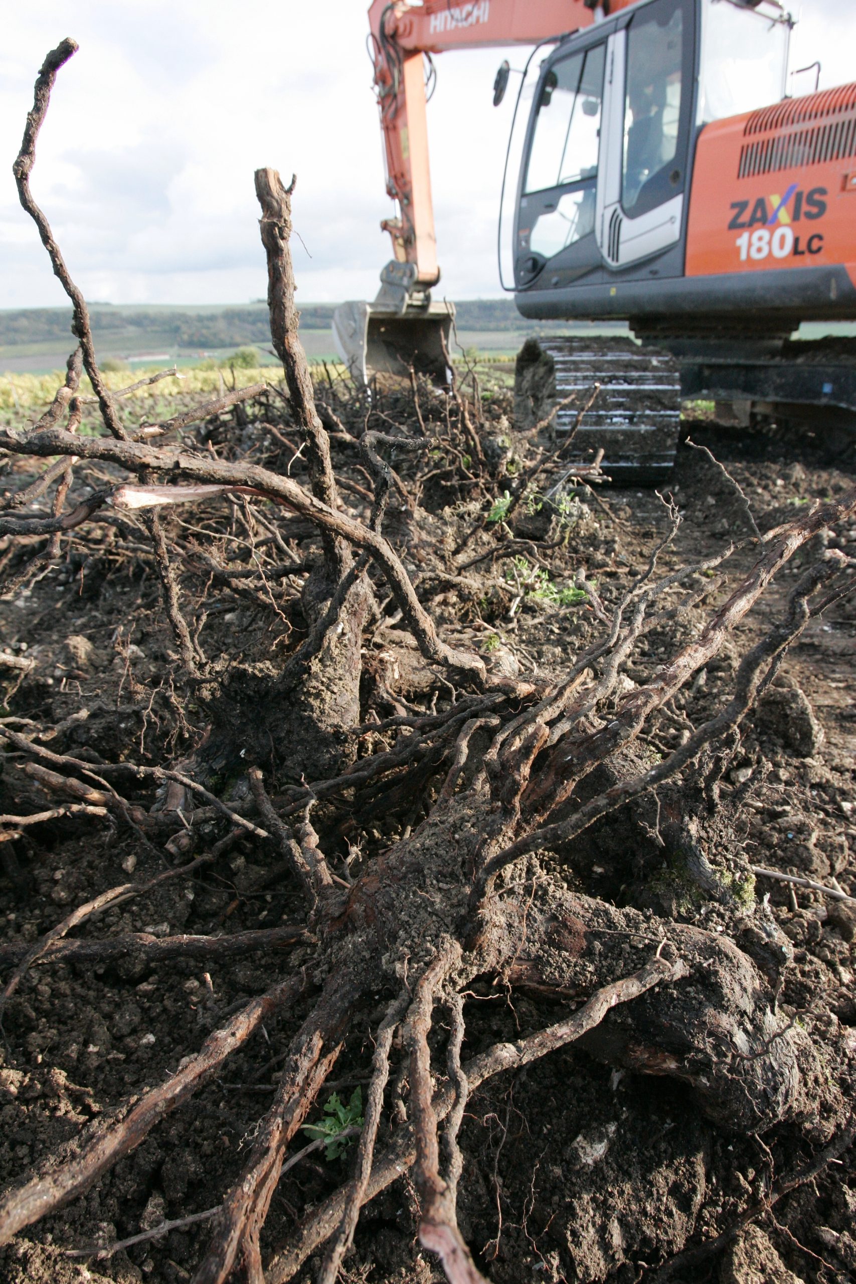 Vigne / arrachage de vieilles vignes avec une pelle mécanique en Champagne dans la vallée de la Marne sur les côteaux d'Azy sur Marne - agriculture - arrachage vigne avec une pelle mecanique
