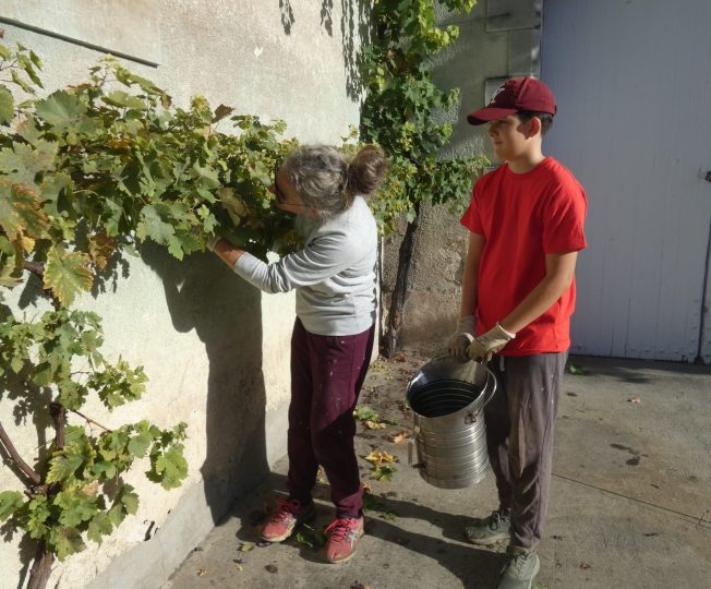Maïlys Gimenez est venue avec son fils Macéo pour participer aux vendanges de la treille du domaine de la Péraudière.