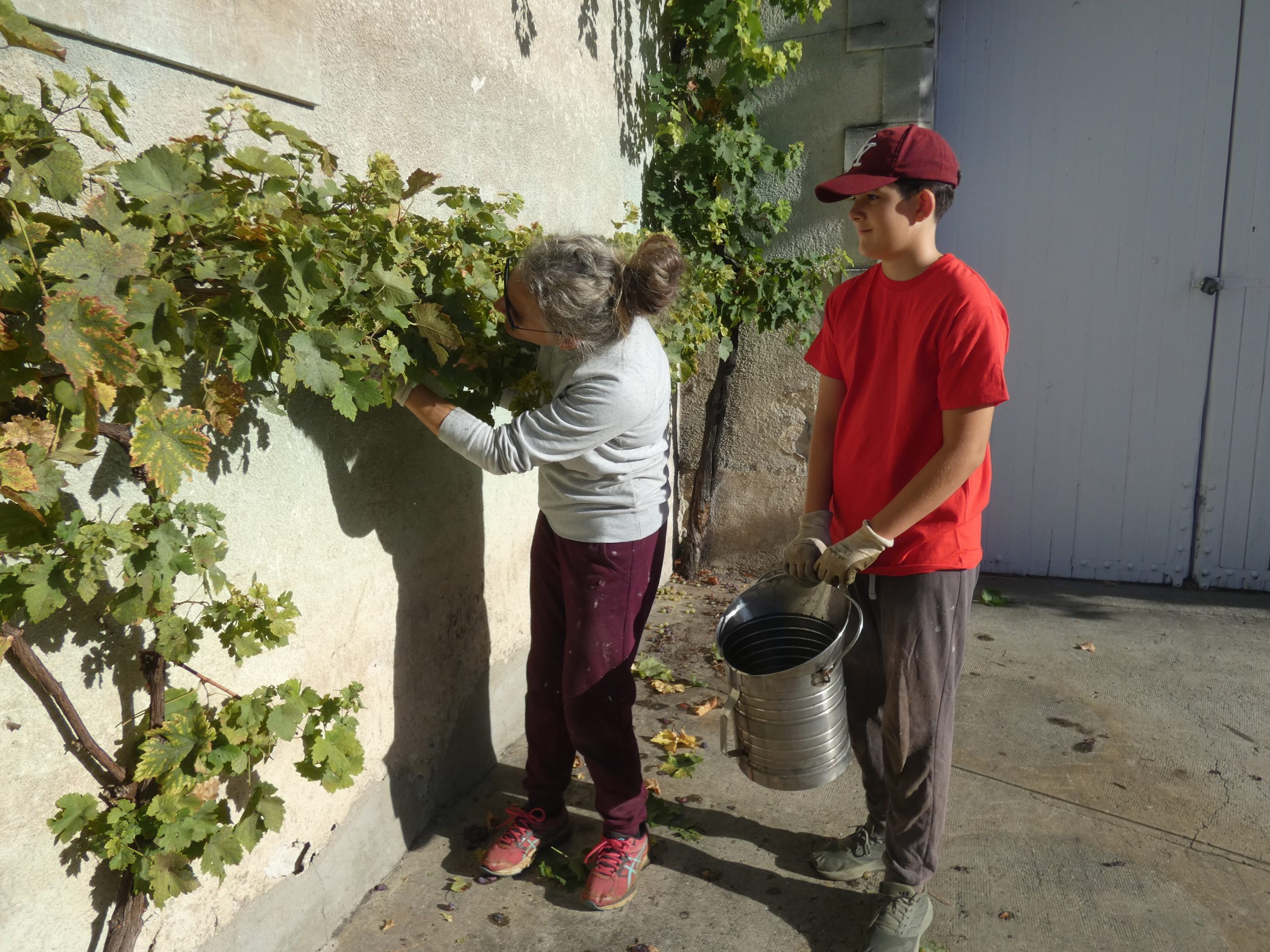 Maïlys Gimenez est venue avec son fils Macéo pour participer aux vendanges de la treille du domaine de la Péraudière.